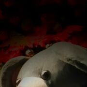 ���������� ��������������, ���� ������� ������, 29 ���, ������������ ��� ������, ����� � ���������