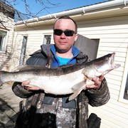 ���������� ��������, ���� ������� ����, 43 ����, ������������ ��� ������, ����� � ���������, c�������� ���������