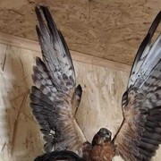 ���������� ������������, ���� ������� ����, 27 ���, ������������ ��� ������, ����� � ���������