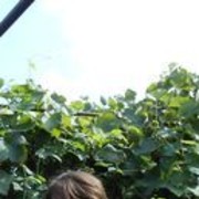 ���������� �����-���������, ���� ������� ������, 54 ����, ������������ ��� ����� � ���������, c�������� ���������