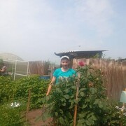 ���������� �������, ���� ������� �������, 38 ���, ������������ ��� c�������� ���������