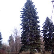 ���������� ������������, ���� ������� ����, 53 ����, ������������ ��� ������, ����� � ���������, c�������� ���������