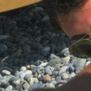 ���������� �������, ���� ������� Shako, 37 ���, ������������ ��� ������, ����� � ���������, c�������� ���������