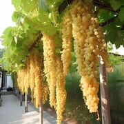 ���������� ������, ���� ������� Dima, 29 ���, ������������ ��� ������, ����� � ���������, c�������� ���������, ���������