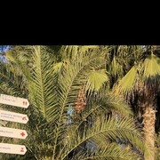 ���������� �����-���������, ���� ������� ������, 42 ����, ������������ ��� ������, ����� � ���������