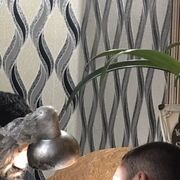 ���������� ������, ���� ����� Miqo, 23 ����, ������������ ��� ������, ����� � ���������