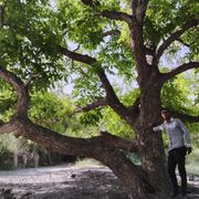 ���������� ���-��-�����, ���� ������� Mohemad, 28 ���, ������������ ��� ������, ����� � ���������