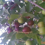 ���������� �������, ���� ������� �������, 49 ���, ������������ 