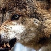 ���������� ������, ���� ������� �����, 39 ���, ������������ ��� ������