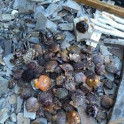 ���������� �����������, ���� ������� �����, 37 ���, ������������ ��� ������, ����� � ���������, c�������� ���������, ���������