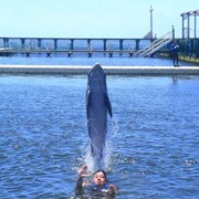 ���������� ����, ���� ������� �����, 43 ����, ������������ ��� ������, ����� � ���������