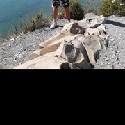 ���������� ��������, ���� ������� �������, 31 ���, ������������ ��� ����� � ���������, c�������� ���������, ���������