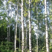  -,   , 41 ,  