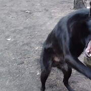 ���������� ������ ��������, ���� ������� Z������, 35 ���, ������������ 