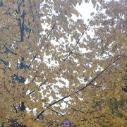 ���������� �������, ���� ������� ������, 37 ���, ������������ ��� ���������