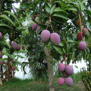 ���������� Al Ghardaqah, ���� ������� Ahmed, 37 ���, ������������ ��� ������, ����� � ���������, c�������� ���������