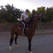  ,   Oljas, 34 ,   
