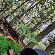  ,   , 33 ,   c 