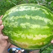  -,   , 56 ,     , c , 