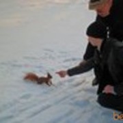 ���������� ����, ���� ������� ������, 37 ���, ������������ ��� ������, ����� � ���������, c�������� ���������, ���������