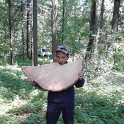 ���������� ������, ���� ������� ���, 47 ���, ������������ ��� ������, ���������