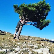  -,   , 37 ,   ,   , c , 
