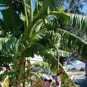 ���������� ������, ���� ������� ������, 78 ���, ������������ ��� ������, ����� � ���������, c�������� ���������