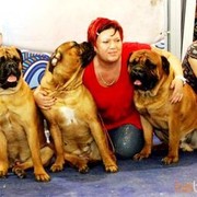 ���������� �������������, ���� ������� RowdyCat, 51 ���, ������������ ��� ������, ����� � ���������, c�������� ���������