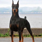 ���������� ������, ���� ������� ����, 31 ���, ������������ ��� ������, ����� � ���������, c�������� ���������