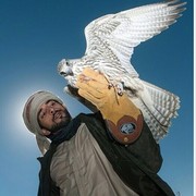 ���������� �������, ���� ������� Sanjar, 38 ���, ������������ ��� ������