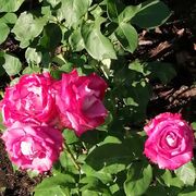  ,   , 55 ,   ,   , c , 