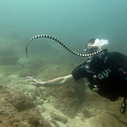 ���������� ����-���������, ���� ������� �����, 39 ���, ������������ ��� ����� � ���������, c�������� ���������