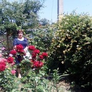  ,  Parascovia, 70