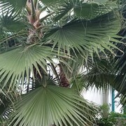 ���������� ��������, ���� ������� ������, 38 ���, ������������ ��� c�������� ���������, ���������