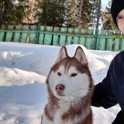 ���������� �����������, ���� ������� ���������, 36 ���, ������������ ��� ������, ����� � ���������, c�������� ���������, ���������