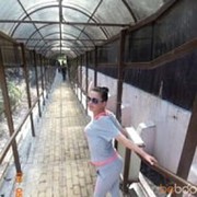 ���������� ������, ���� ������� Nadea, 35 ���, ������������ ��� ������, ����� � ���������, c�������� ���������