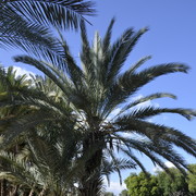 ���������� �����-���������, ���� ������� �����, 65 ���, ������������ ��� ������, ���������