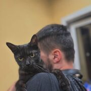 ���������� �������, ���� ����� Steam, 24 ����, ������������ ��� ������, ����� � ���������, c�������� ���������, ���������