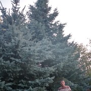 ���������� ��������, ���� ������� �������, 51 ���, ������������ ��� ����� � ���������, c�������� ���������