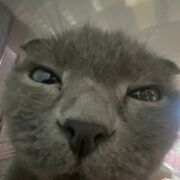 ���������� ���������, ����