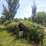 ���������� ��������, ���� ������� Roma, 44 ����, ������������ ��� ����� � ���������, c�������� ���������