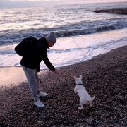 ���������� �����, ���� ������� �������, 38 ���, ������������ ��� c�������� ���������