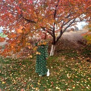 ���������� ����, ���� ������� �������, 49 ���, ������������ ��� c�������� ���������