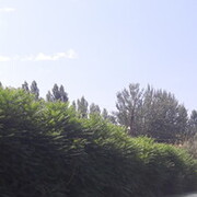 ���������� ��, ���� ������� ���������, 35 ���, ������������ ��� ������