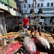 ���������� �����������, ���� ������� ��������, 45 ���, ������������ ��� c�������� ���������