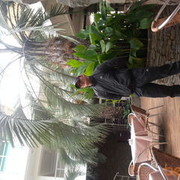  ,   S_Nebes, 42 ,     , c 