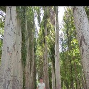 ���������� ������, ���� ������� ������, 41 ���, ������������ ��� ������, ����� � ���������