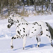 ���������� ��������, ���� ������� Ը���, 40 ���, ������������ 