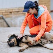 ���������� �����������, ���� ������� ������, 36 ���, ������������ ��� ������, ����� � ���������, c�������� ���������