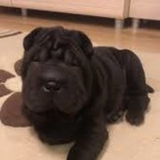 ���������� ����������, ���� ������� ����, 31 ���, ������������ ��� ������, ����� � ���������, c�������� ���������